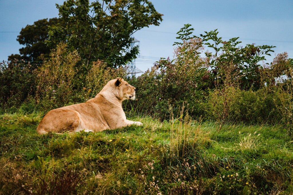 Yorkshire Zoo