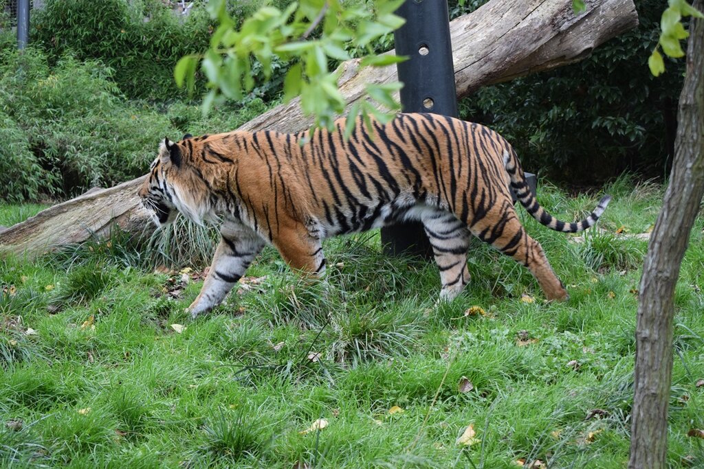 Tiger at London Zoo